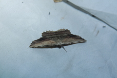 Lytrosis unitaria