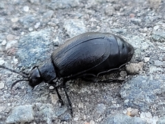 Galeruca tanaceti
