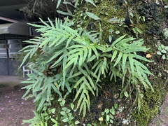 Pleopeltis pleopeltifolia