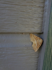Tetracis jubararia