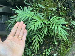 Pleopeltis pleopeltifolia