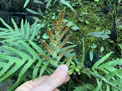 Pleopeltis pleopeltifolia