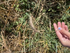 Elymus canadensis