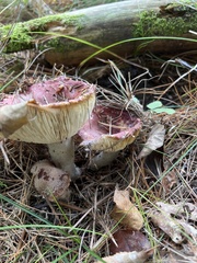 Russula rosacea