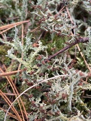 Cladonia squamosa
