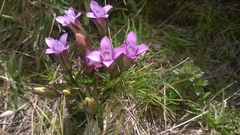 Gentianella columnae