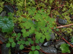 Thalictrum occidentale
