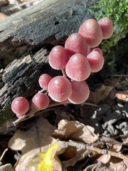 Mycena haematopus