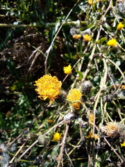 Sonchus arvensis arvensis
