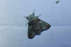 Macrurocampa marthesia