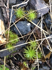Polytrichum commune