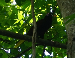 Psarocolius montezuma