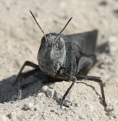 Arphia pseudonietana