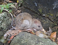 Uromys caudimaculatus
