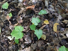 Tiarella