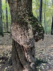 Trichaptum abietinum