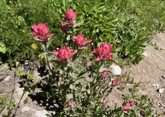 Castilleja elmeri