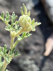 Actinotus helianthi