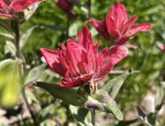 Castilleja elmeri