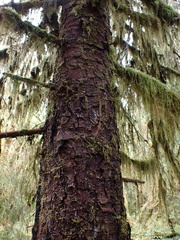 Picea sitchensis