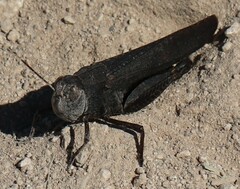 Arphia pseudonietana