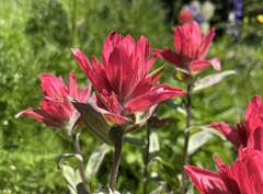 Castilleja elmeri