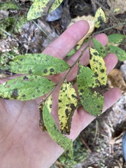 Vaccinium myrtilloides