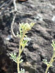 Actinotus helianthi