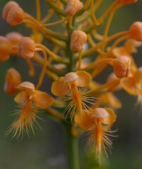Platanthera ciliaris