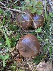 Suillus brevipes