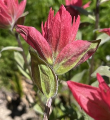 Castilleja elmeri