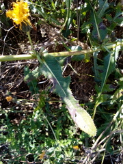 Sonchus arvensis arvensis