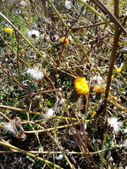 Sonchus arvensis arvensis