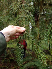 Picea sitchensis