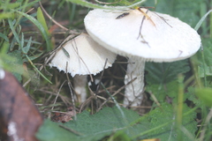 Lepiota erminea
