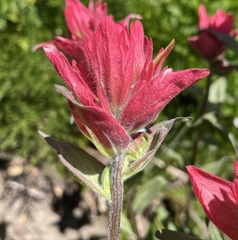 Castilleja elmeri