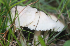 Lepiota erminea