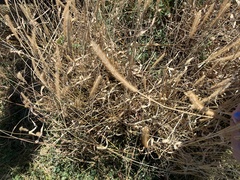 Bouteloua gracilis