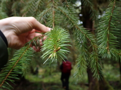 Picea sitchensis
