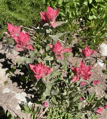 Castilleja elmeri