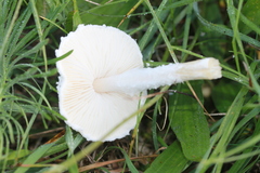 Lepiota erminea