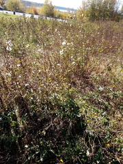 Sonchus arvensis arvensis
