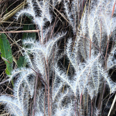 Andropogon ternarius