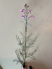 Penstemon ambiguus