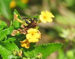 Ancistrocerus longispinosus