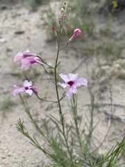 Penstemon ambiguus