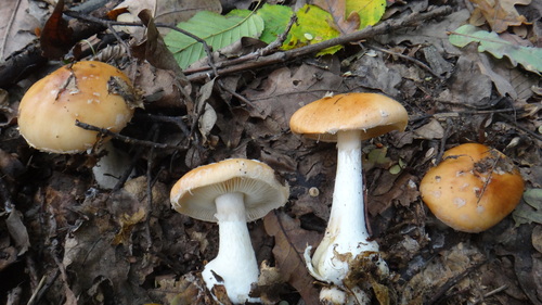 Leucocortinarius bulbiger — no rights reserved