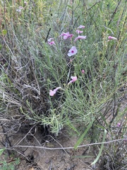 Penstemon ambiguus