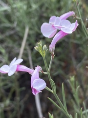 Penstemon ambiguus