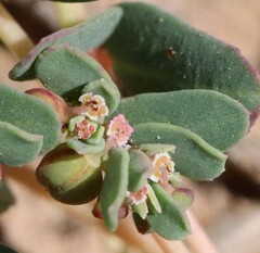 Euphorbia glyptosperma